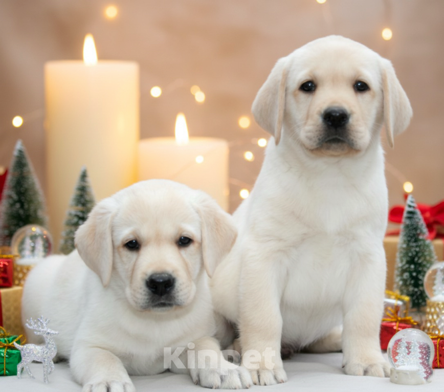 Собаки в Москве: Щенки Лабрадора  Мальчик, 55 000 руб. - фото 1