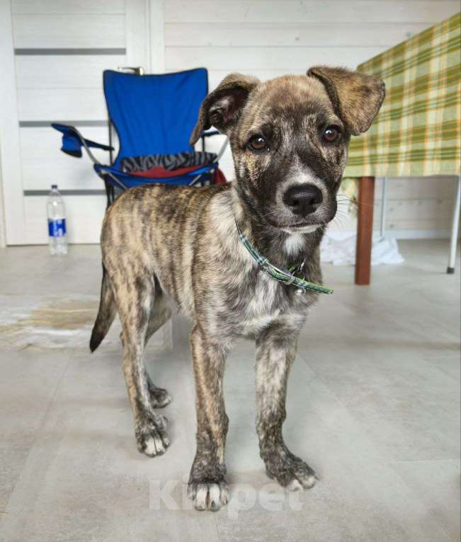 Собаки в Москве: Ласковая собачка Оливка 3.5 мес ищет дом😊 Девочка, Бесплатно - фото 4
