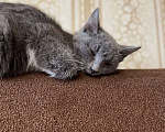 Кошки в Москве: Котёнок Тима (Тимофей) Мальчик, Бесплатно - фото 5