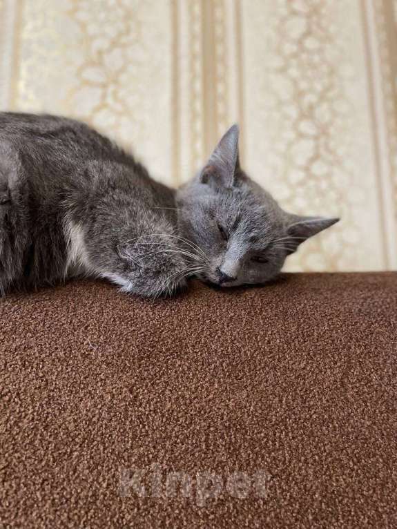 Кошки в Москве: Котёнок Тима (Тимофей) Мальчик, Бесплатно - фото 5