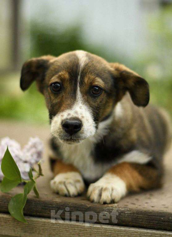 Собаки в Яхроме: Щенок девочка Дина ищет дом Девочка, Бесплатно - фото 4