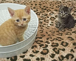 Кошки в Егорьевске: Замечательному котенку-котику очень нужен дом Мальчик, Бесплатно - фото 4