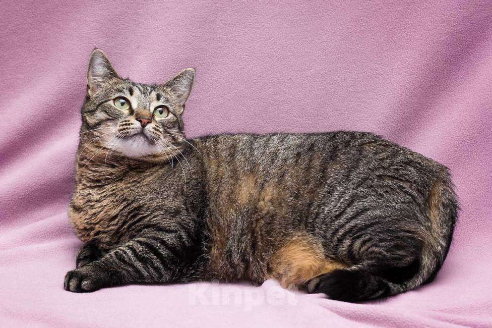 Кошки в Москве: Идеальная со всех сторон Девочка, Бесплатно - фото 5