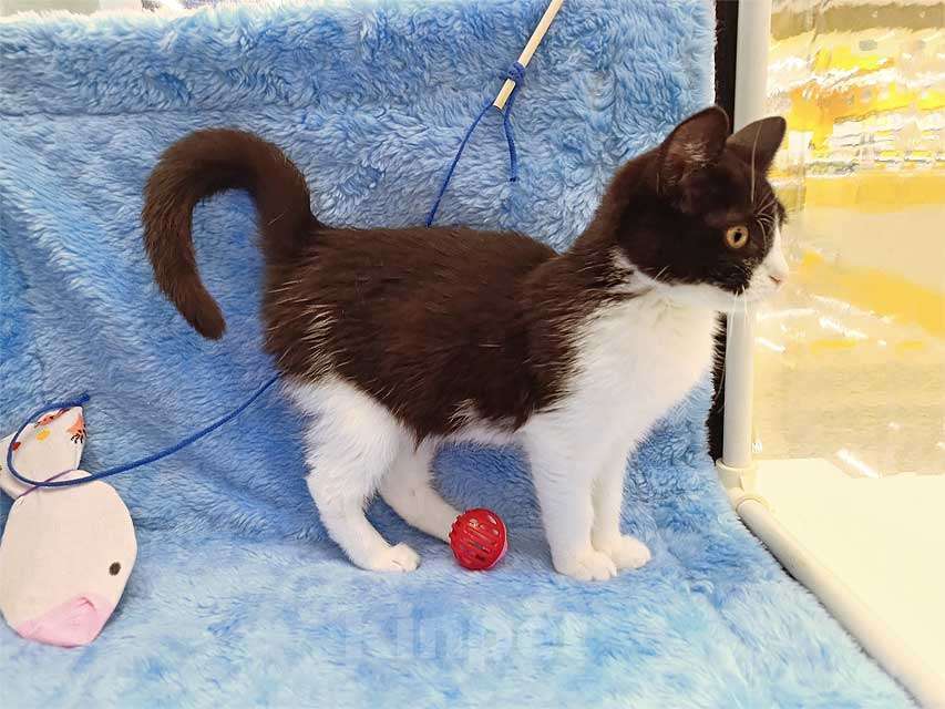 Кошки в Москве: Котёнок девочка маркизного окраса по имени Носюша ищет дом Девочка, 10 руб. - фото 1