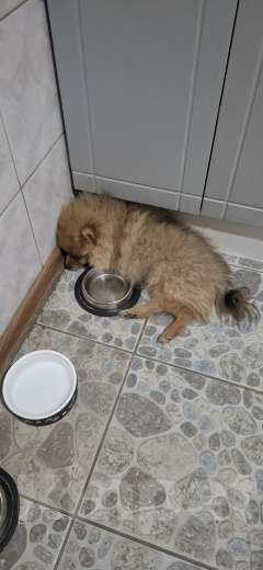 Собаки в Челябинске: Продам 2 щенков Мальчик, 20 000 руб. - фото 3