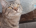 Кошки в Люберцах: котик Мальчик, Бесплатно - фото 4