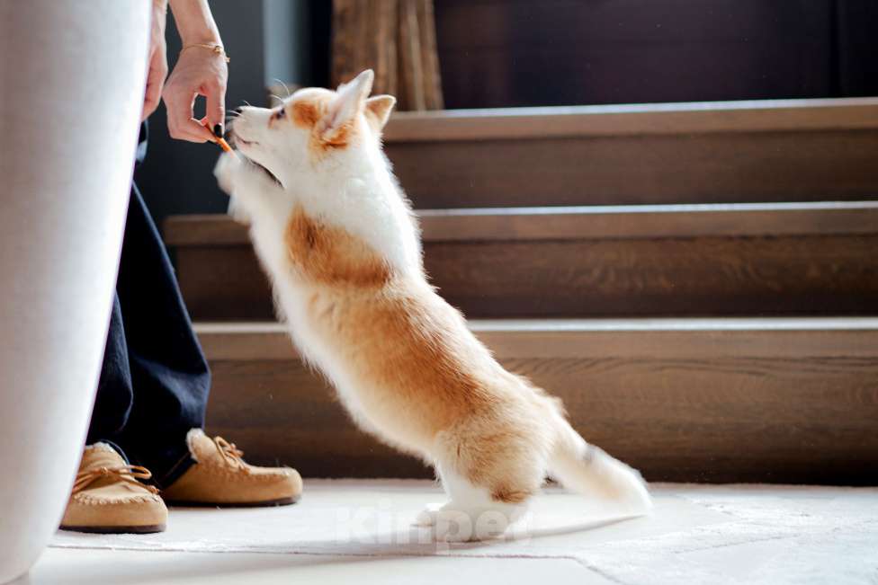 Собаки в Москве: вельш корги пемброк щенок Девочка, 80 000 руб. - фото 3