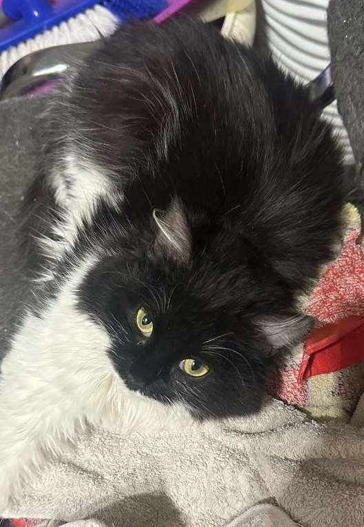 Кошки в Москве: Пушистая Марфуша Девочка, Бесплатно - фото 5