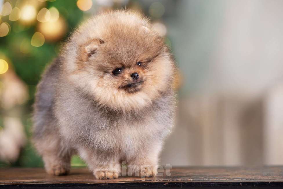 Собаки в Москве: Померанцы медвежьего типа мальчик и девочка  Мальчик, Бесплатно - фото 2