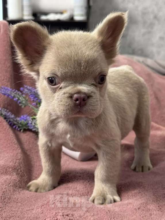 Собаки в Москве: Французский бульдог девочка флаффи Девочка, 70 000 руб. - фото 2