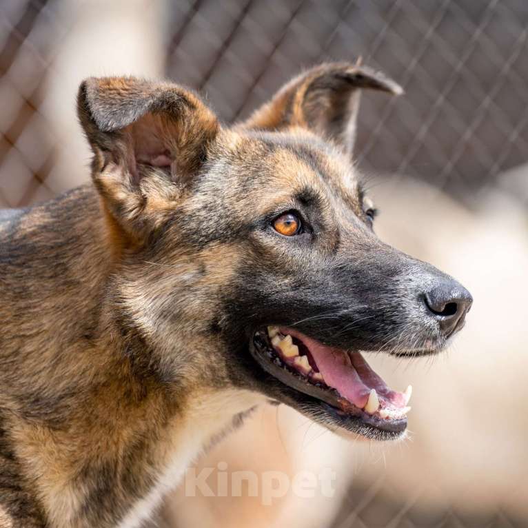 Собаки в Москве: Молли Девочка, Бесплатно - фото 2