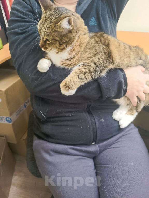 Кошки в Калуге: Кошка Девочка, Бесплатно - фото 5