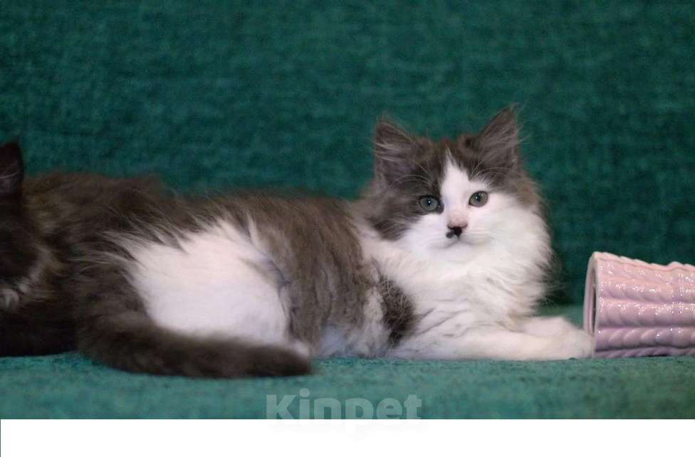 Кошки в Санкт-Петербурге: сибирский котенок с документами Мальчик, 30 000 руб. - фото 1