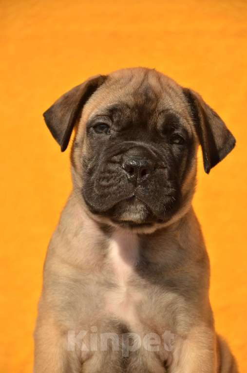 Собаки в Тобольске: Щенки бульмастифа Девочка, Бесплатно - фото 5