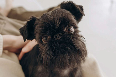 Бельгийский гриффон