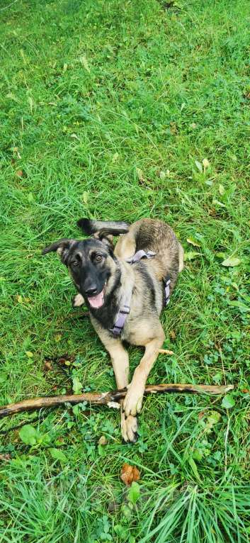 Собаки в Санкт-Петербурге: Бельгийская малинуа-метис 🐶 Ищем дом для нашей собачки Девочка, Бесплатно - фото 3