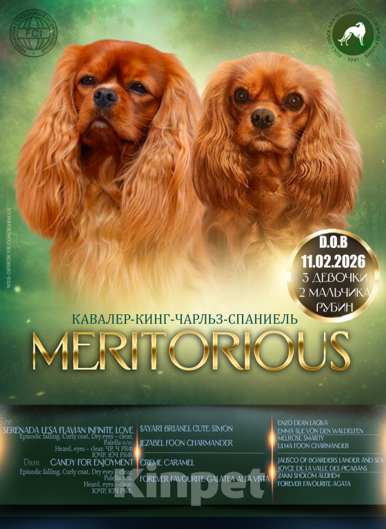 Собаки в Москве: Люсия Девочка, 85 000 руб. - фото 5