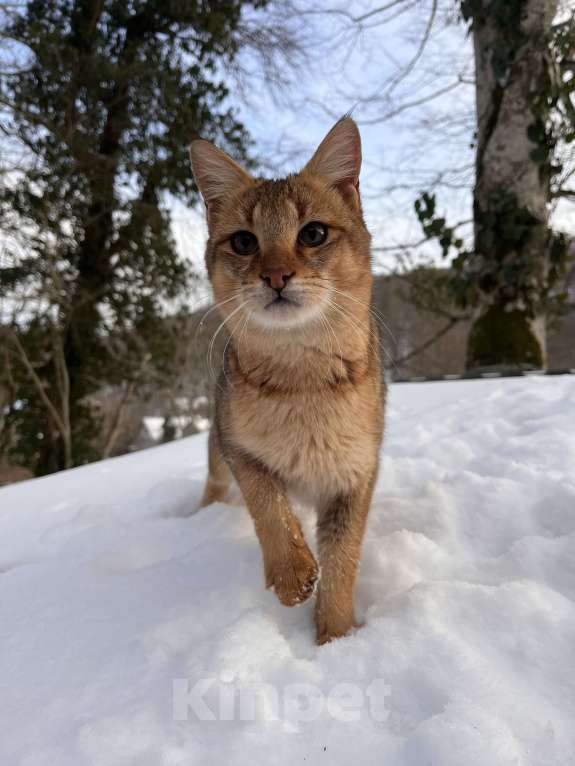 Кошки в Геленджике: Чаузи ф3 кошечка Девочка, 9 000 руб. - фото 3