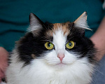 Кошки в Калуге: Трехцветная кошка в добрые руки Девочка, Бесплатно - фото 4