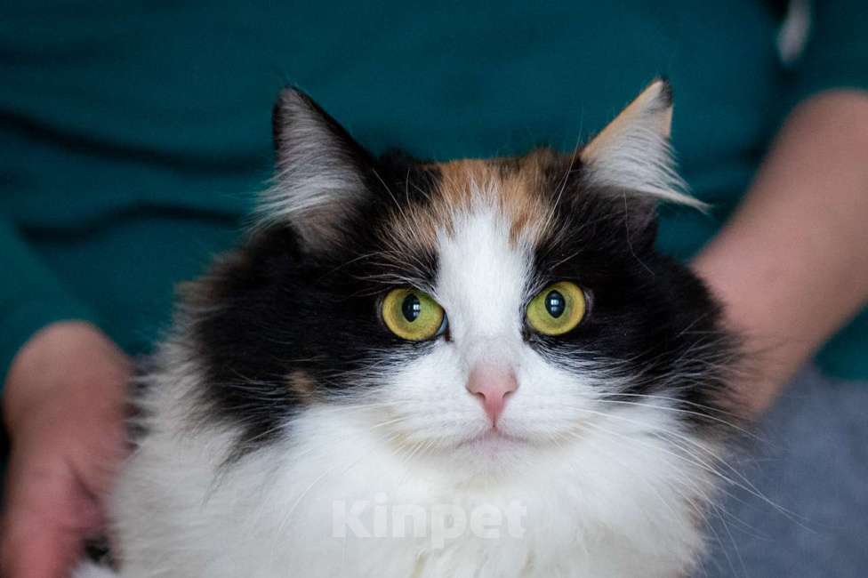 Кошки в Калуге: Трехцветная кошка в добрые руки Девочка, Бесплатно - фото 4