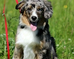 Собаки в Рязани: Ще́нки мини ауси Мальчик, 100 000 руб. - фото 1
