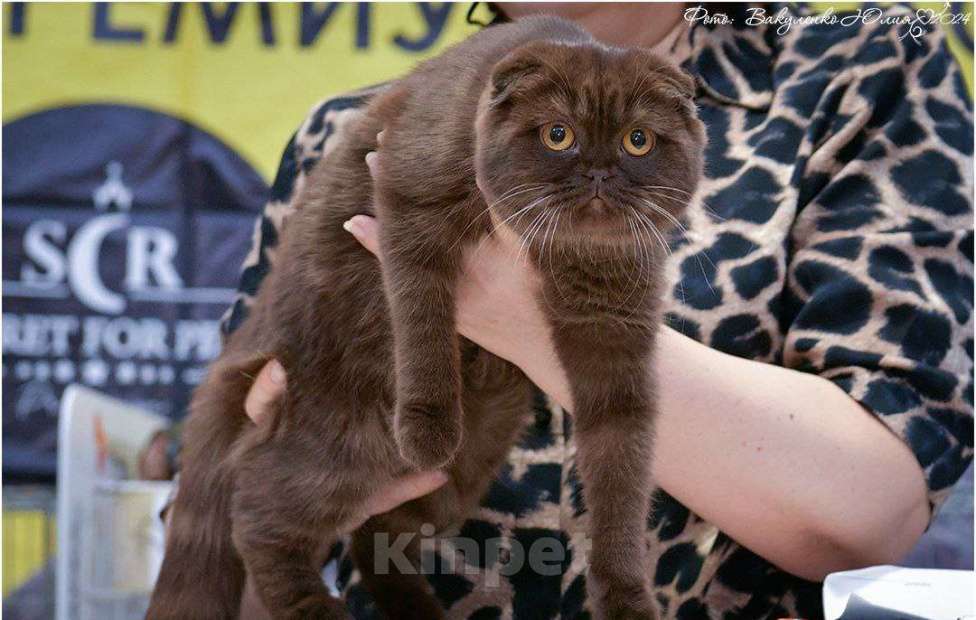 Кошки в Краснодаре: Джесси Pol Catana Девочка, 45 000 руб. - фото 1