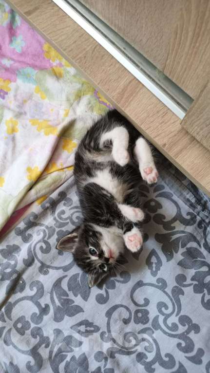 Кошки в Санкт-Петербурге: Котята ищут свой дом Разнополые, 100 руб. - фото 4