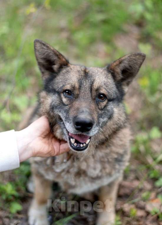 Собаки в Москве: Метис корги Девочка, Бесплатно - фото 2