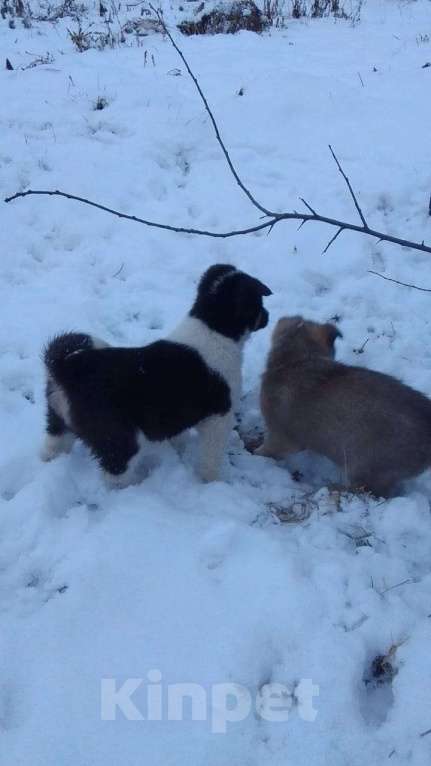 Собаки в Мыске: Щенок лайки Мальчик, Бесплатно - фото 2