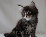 Кошки в Тюмени: Великолепные котята породы мейн кун, 1 руб. - фото 3