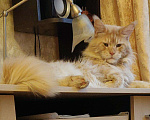 Кошки в Москве: Опытный кот мейн-кун.Вязка, 5 000 руб. - фото 4