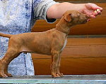 Собаки в Москве: Фараонова собака щенки Мальчик, 120 000 руб. - фото 7