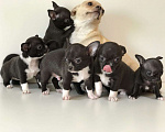 Собаки в Самаре: Продаются гладкошерстный щенок породы Чихуахуа Мальчик, 25 000 руб. - фото 1