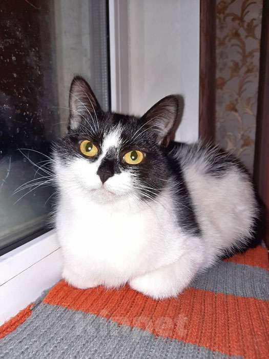 Кошки в Москве: Очаровательные сестрички Деми и Ася ищут дом Девочка, 10 руб. - фото 2