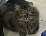 Кошки в Санкт-Петербурге: Найден кот/кошка Мальчик, Бесплатно - фото 1