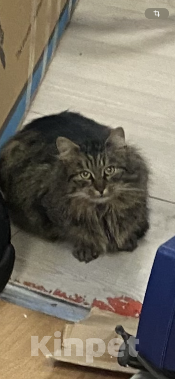 Кошки в Санкт-Петербурге: Найден кот/кошка Мальчик, Бесплатно - фото 1