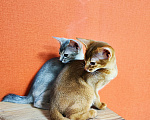 Кошки в Ставрополе: Кошечка Аби elegant pet Девочка, 45 000 руб. - фото 7