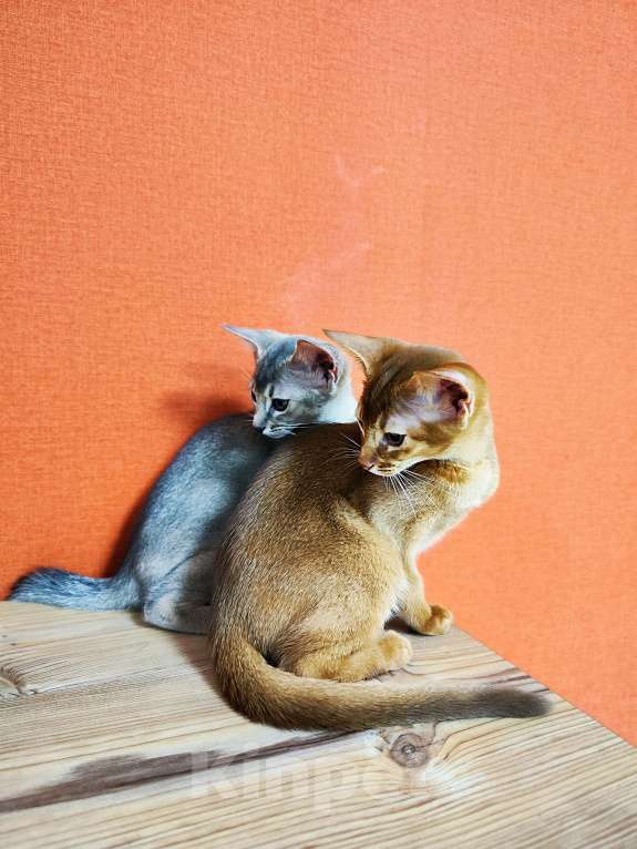 Кошки в Ставрополе: Кошечка Аби elegant pet Девочка, 45 000 руб. - фото 7