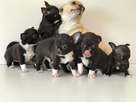 Объявление: Продаются гладкошерстный щенок породы Чихуахуа, 25 000 руб., Самара
