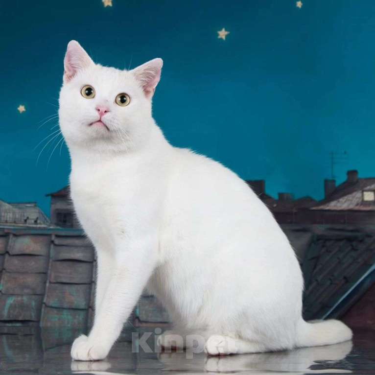 Кошки в Москве: Белый котик Лёва мечтает о доме Мальчик, Бесплатно - фото 5
