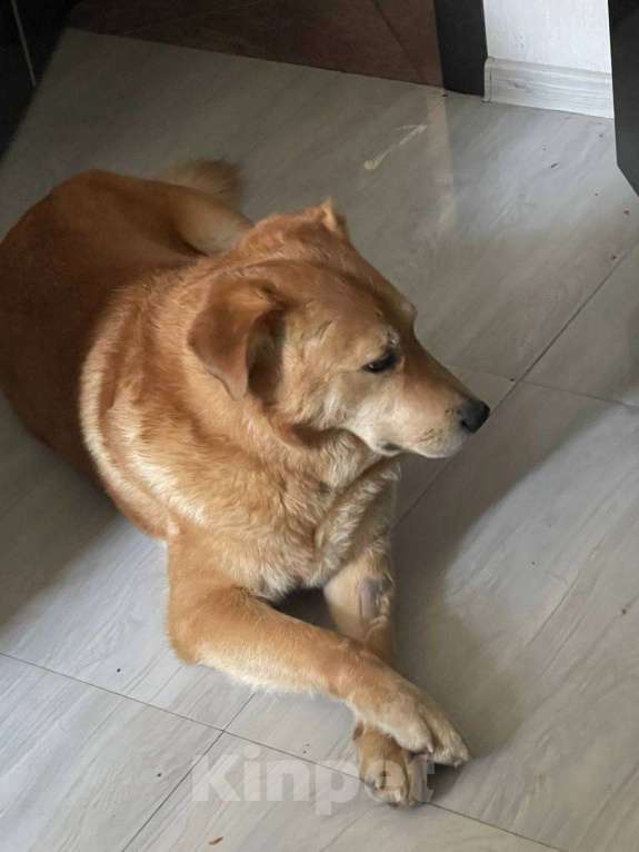 Собаки в Санкт-Петербурге: Даром в добрые руки Мальчик, Бесплатно - фото 5