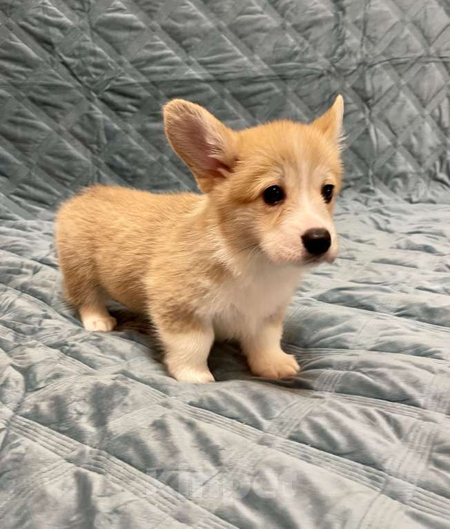 Собаки в других городах Московской области: Мальчик 2 Мальчик, 50 000 руб. - фото 1