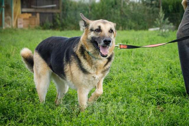 Собаки в Москве: Взрослая восточно-европейская овчарка Тайга в добрые руки Девочка, Бесплатно - фото 4
