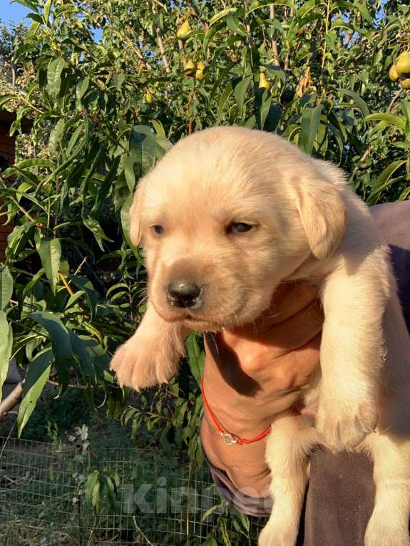 Собаки в Новороссийске: Щенки Лабрадора, 25 000 руб. - фото 2