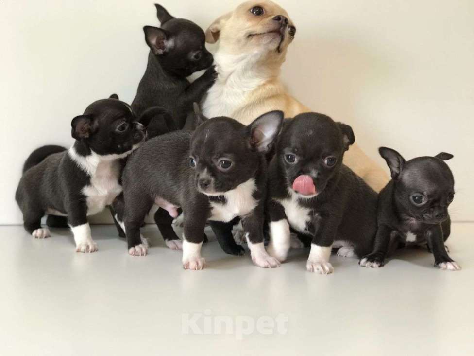 Собаки в Самаре: Продаются гладкошерстный щенок породы Чихуахуа Мальчик, 25 000 руб. - фото 1