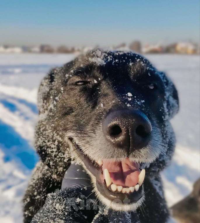Собаки в Королеве: Очаровательная девчонка по имени Майя ищет дом! Девочка, Бесплатно - фото 2