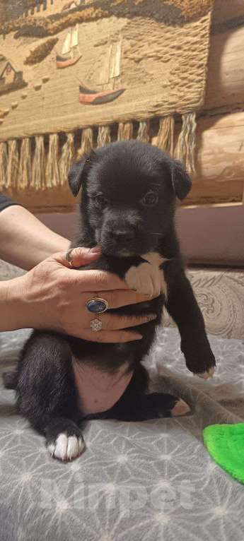 Собаки в других городах Ленинградской области: Австралийские ретриверы, метисы Девочка, Бесплатно - фото 1