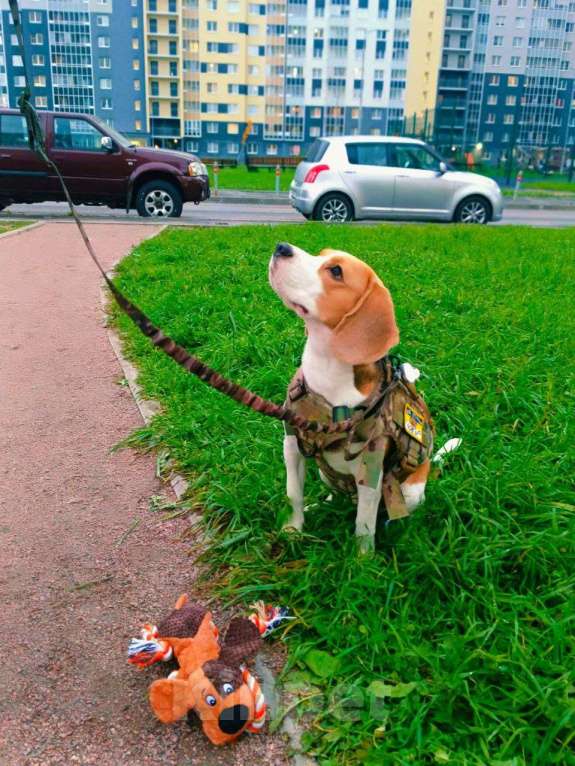 Собаки в Санкт-Петербурге: Отдам в добрые руки  Мальчик, Бесплатно - фото 4