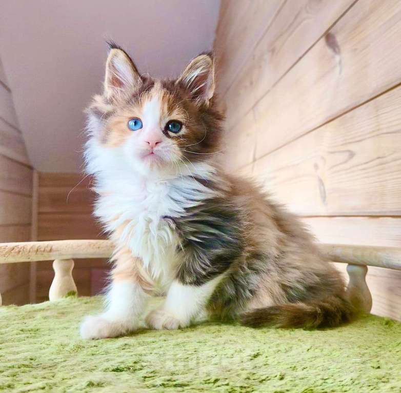 Кошки в Москве: Эксклюзивный роскошный мейн Кун редких кровей Девочка, 500 000 руб. - фото 2