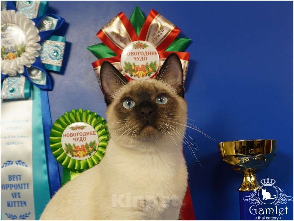 Кошки в Москве: Тайский котик Max Gamlet сил-пойнт  Мальчик, 70 000 руб. - фото 2